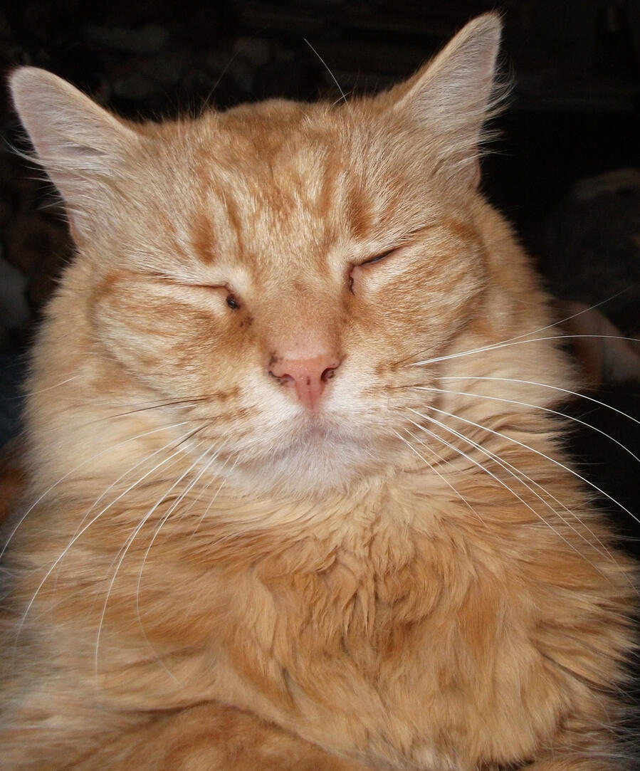 One Bushy Cat has appeared. It remains to be seen if I can figure out how to actually make a website. Personally, I'd rather have a nap in the sun, far away from the aggravations of the internet.