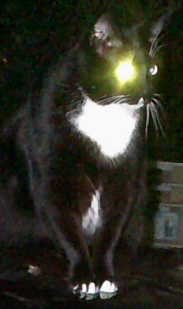 One Bushy Cat has appeared. It remains to be seen if I can figure out how to actually make a website. Personally, I'd rather have a nap in the sun, far away from the aggravations of the internet.